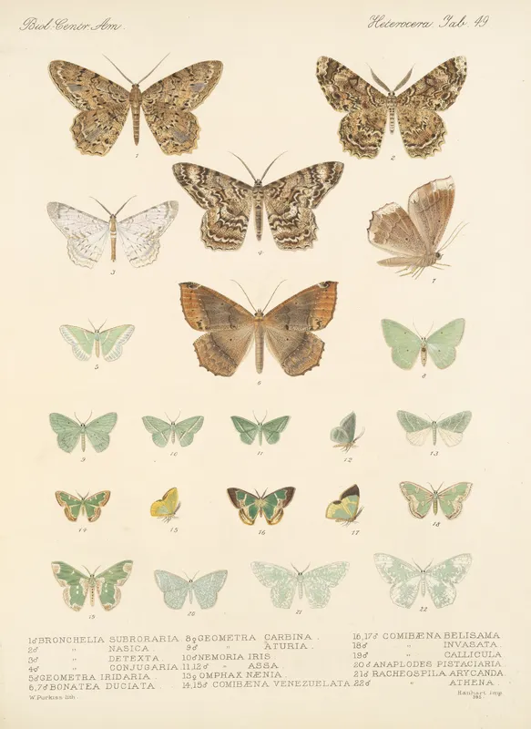 Insecta Lepidoptera-Heterocera Pl 049 (1879-1915) by Frederick DuCane Godman